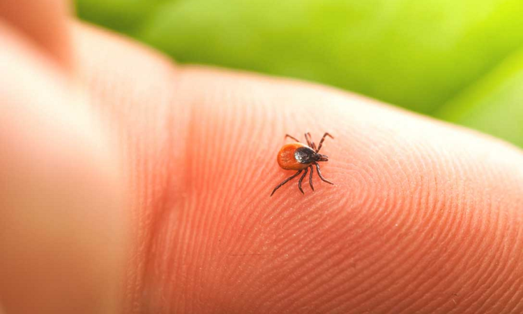 Lyme Disease: What To Know And How To Prevent Misdiagnosis